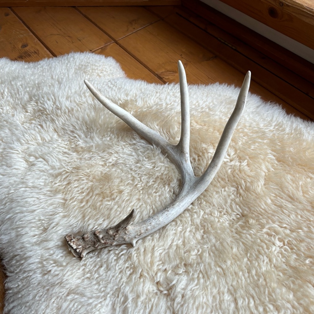 Natural Deer Antler Shed